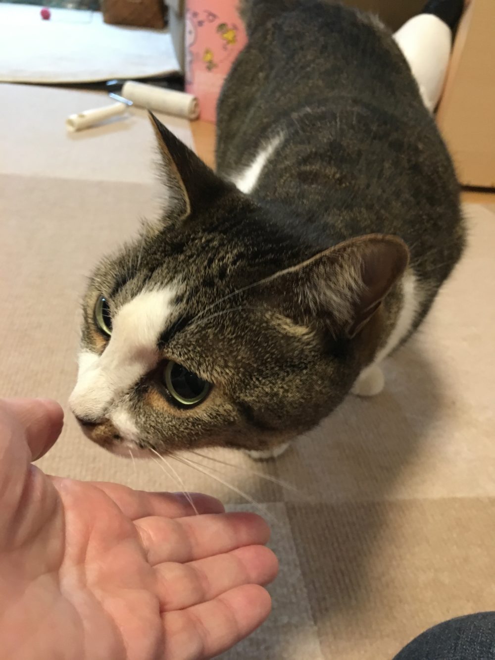 R1.8.14島田市の猫ちゃんトリオ(=^x^=)