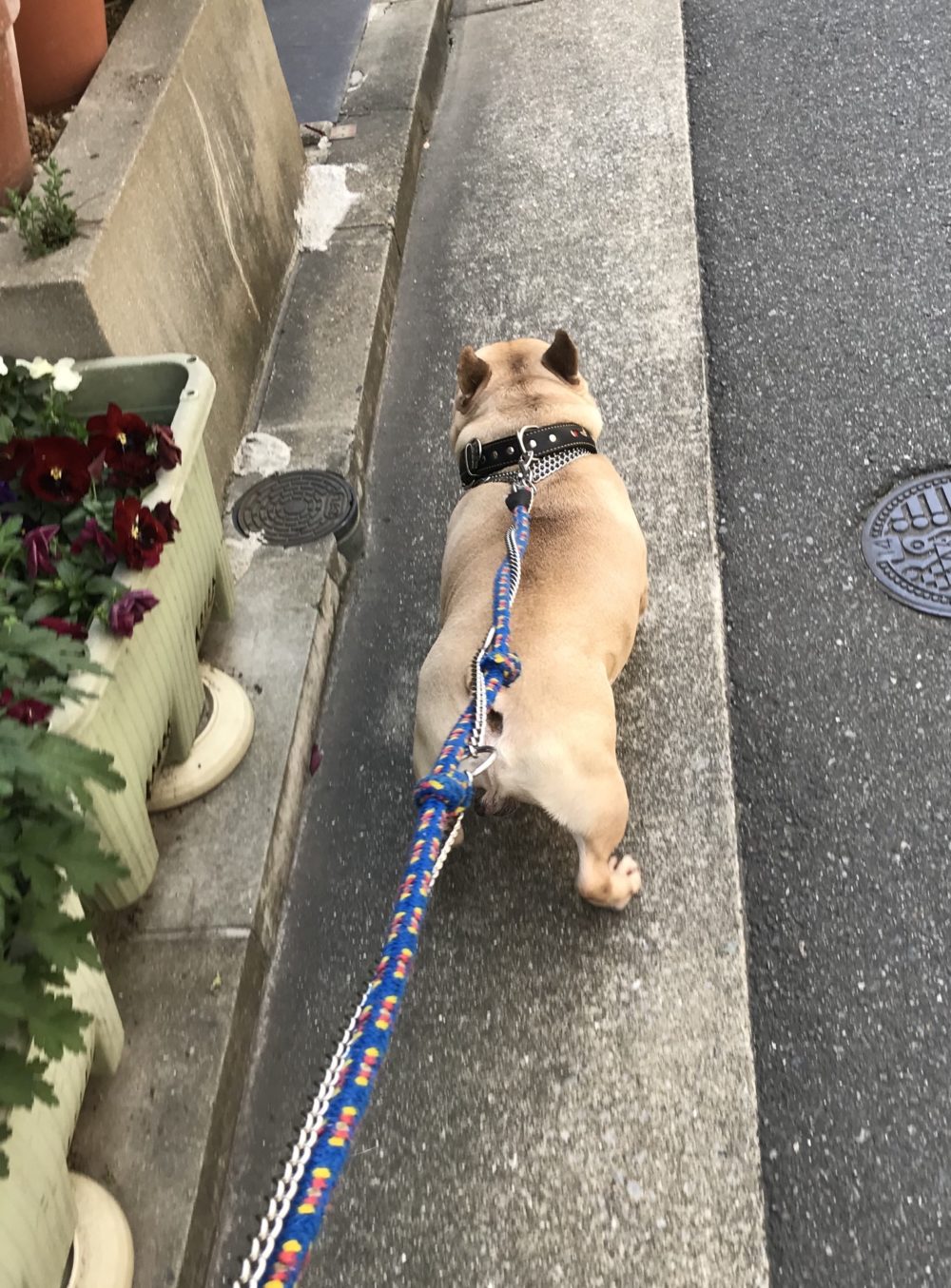 ペットシッター☆福岡市博多区 フレブル金吾君&猫のやえちゃん③