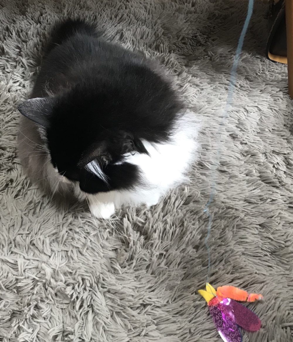 キャットシッター☆福岡市博多区 リン君③