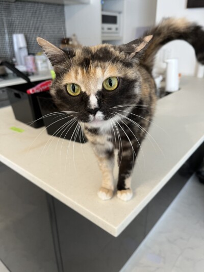 猫ちゃんのお世話🐈