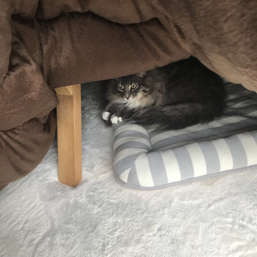 キャットシッター☆福岡市中央区 ノルウェージャンフォレストキャットの狐次郎君③