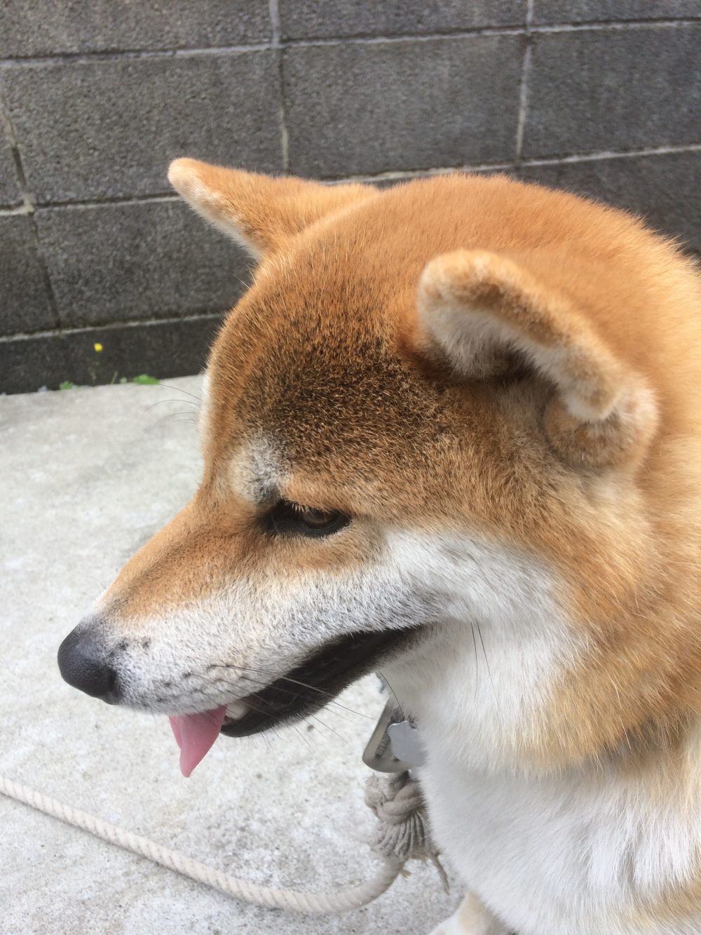 30.10.19〜21焼津市柴犬かぶ君のお世話(2回目のご依頼)