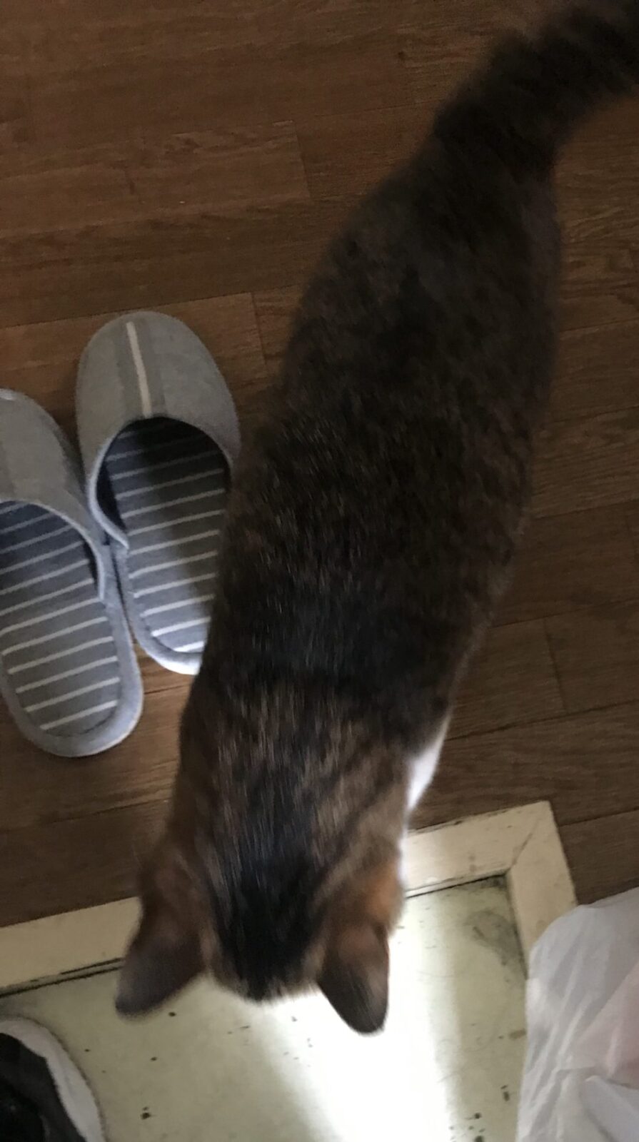 キャットシッター☆福岡市中央区 福ちゃん②