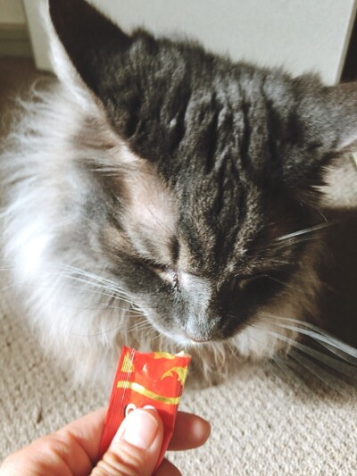 猫ちゃんのお世話🐈🐾