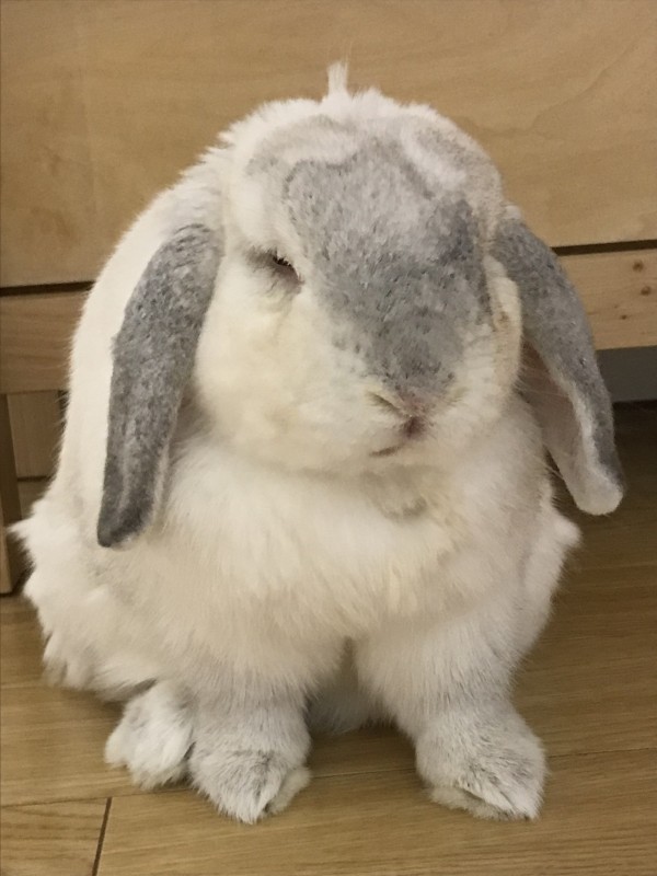 ホーランドロップ「タマちゃん」のお世話　横浜のペットシッター