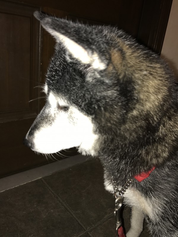 柴犬 COCOちゃんのお散歩♬　横浜のペットシッター