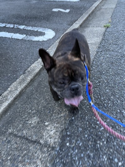 フレブルちゃんのお散歩🐾