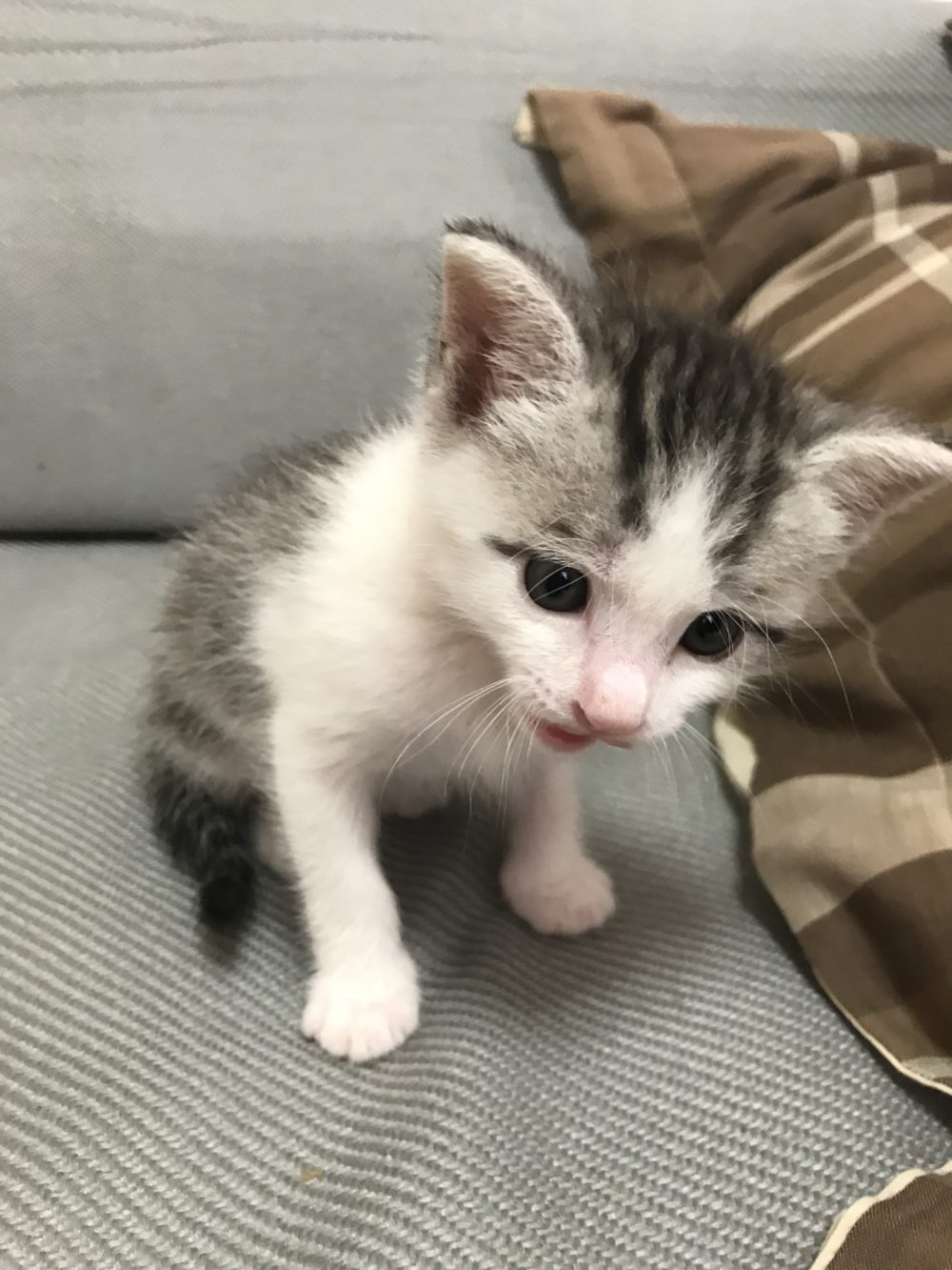 船橋市白井 仔猫のとん吉くんの初回訪問