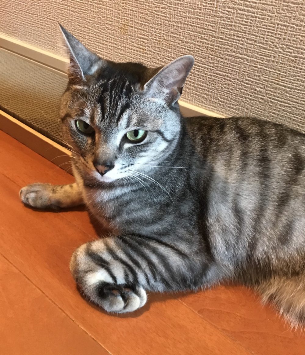 キャットシッター☆福岡市博多区 ハク君①