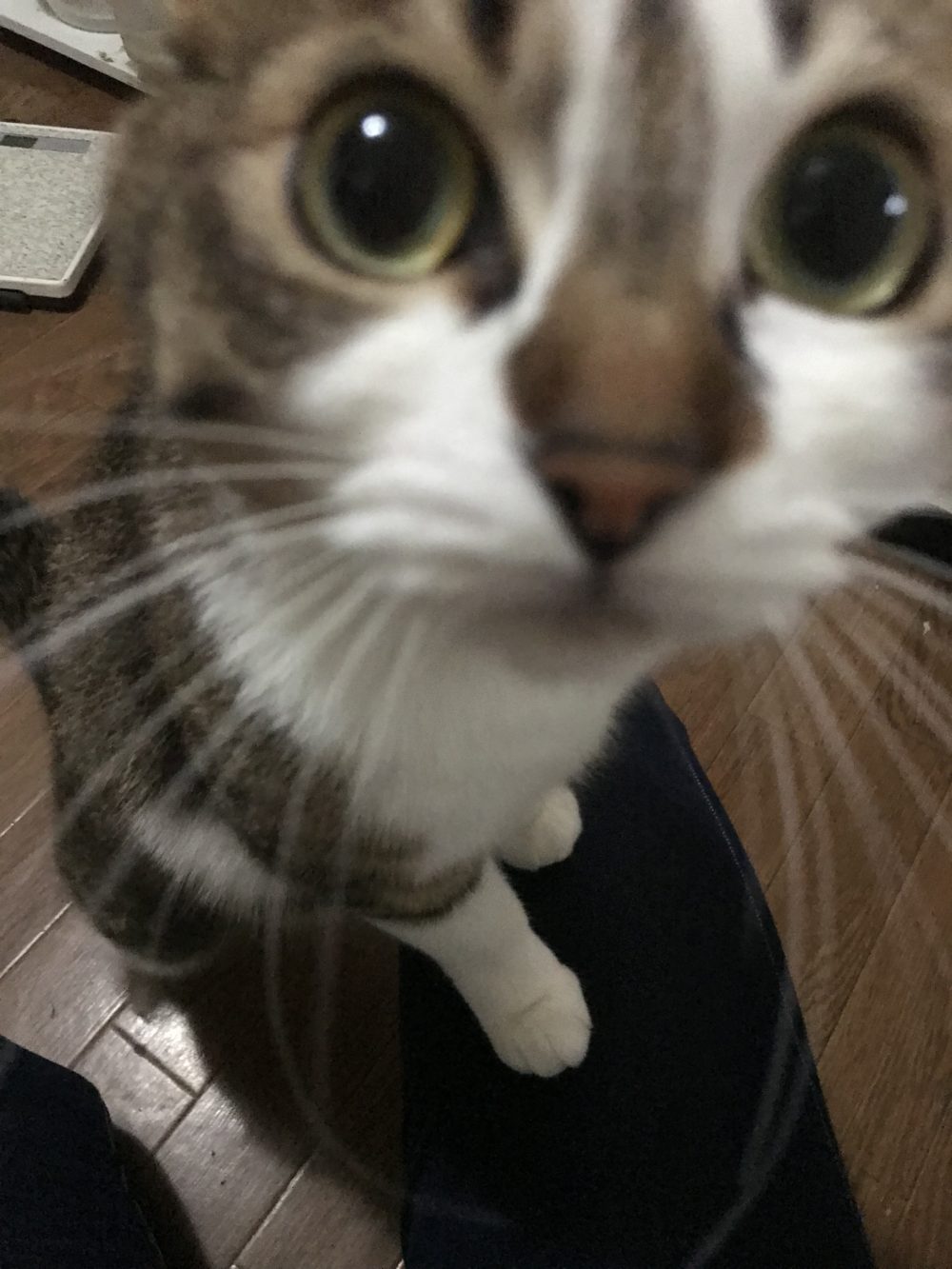 キャットシッター☆福岡市中央区 福ちゃん①