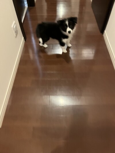 パピー犬ちゃんのカウンセリング🐾