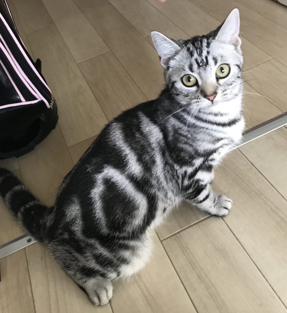 キャットシッター☆福岡市博多区 メルちゃん②