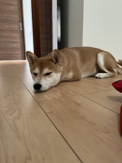 柴犬&豆柴ちゃんのカウンセリング