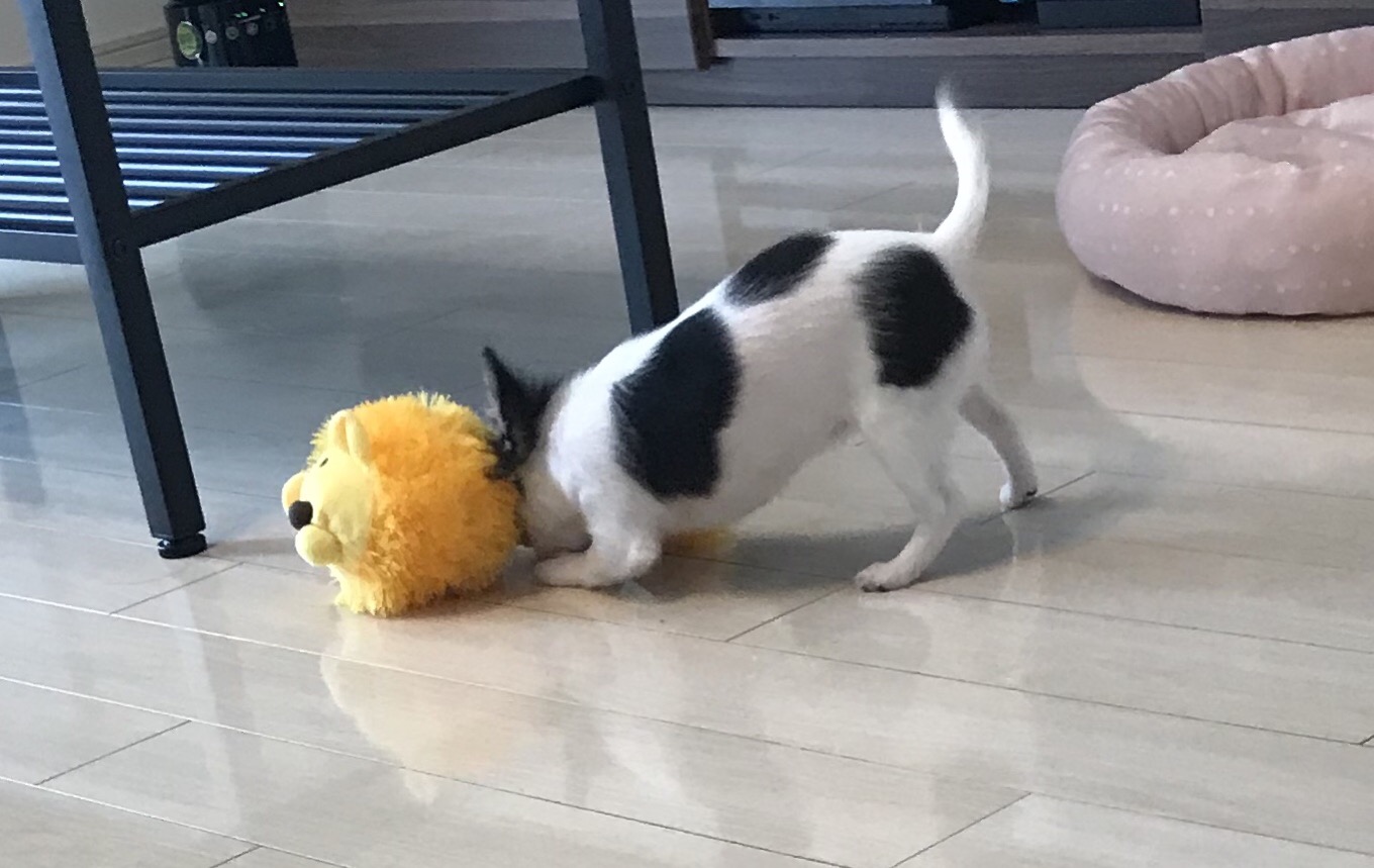 ペットシッター☆福岡市中央区 チワワ まるちゃん③