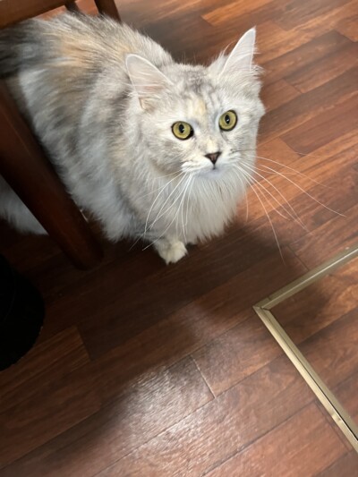 メインクーンちゃんのお世話