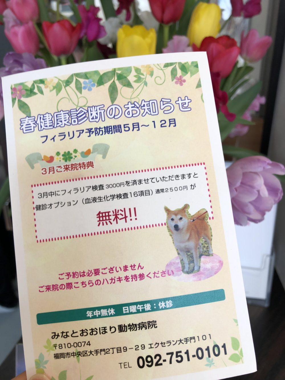 フィラリア予防💊