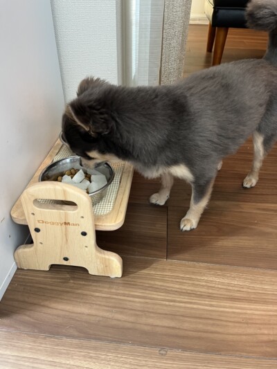 チワワのお散歩&お世話