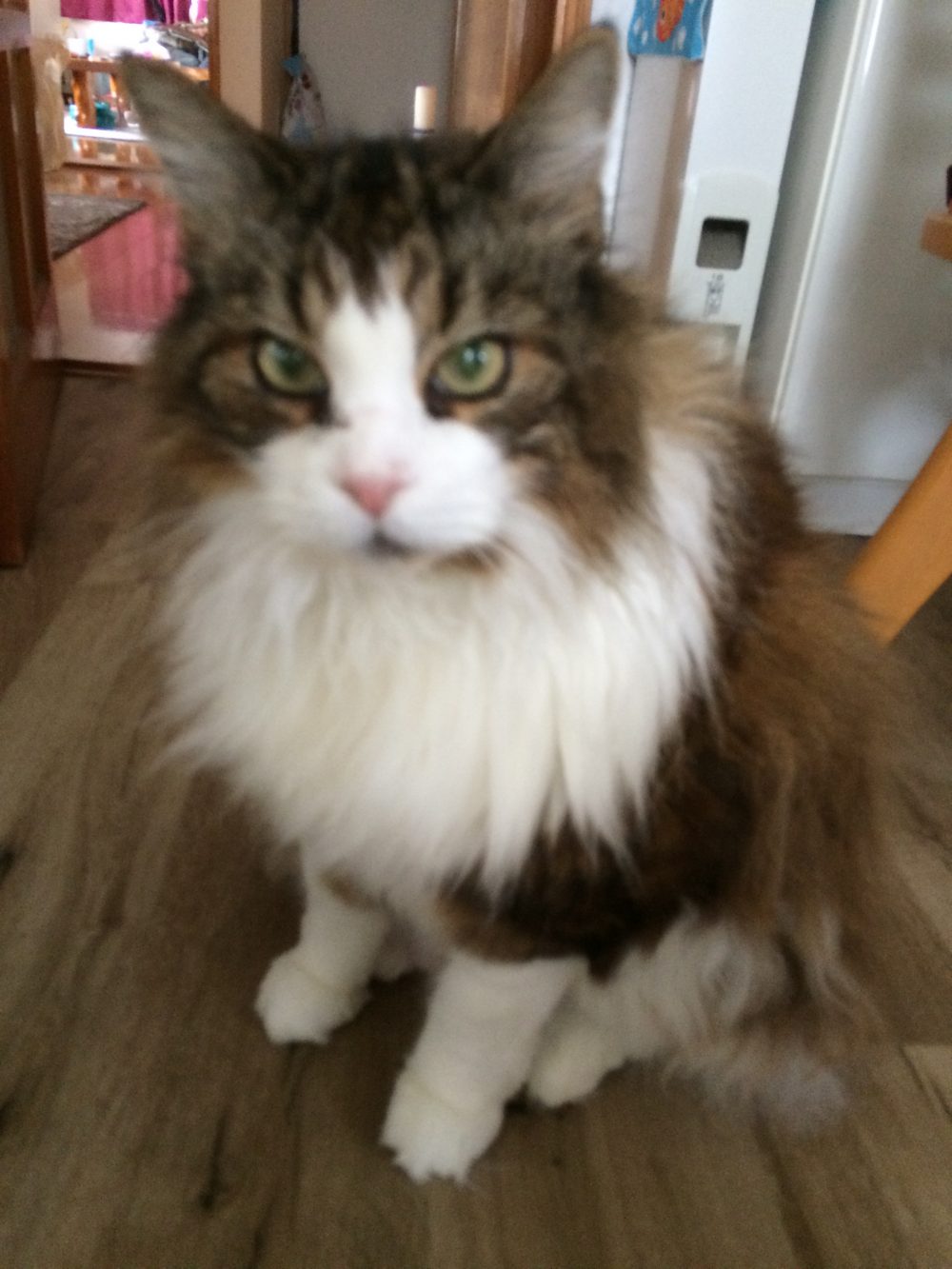 30.7.15 仮宿のメインクーン、アン君オンちゃんのお世話1日目