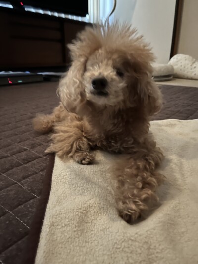 シニア犬のお世話🐩