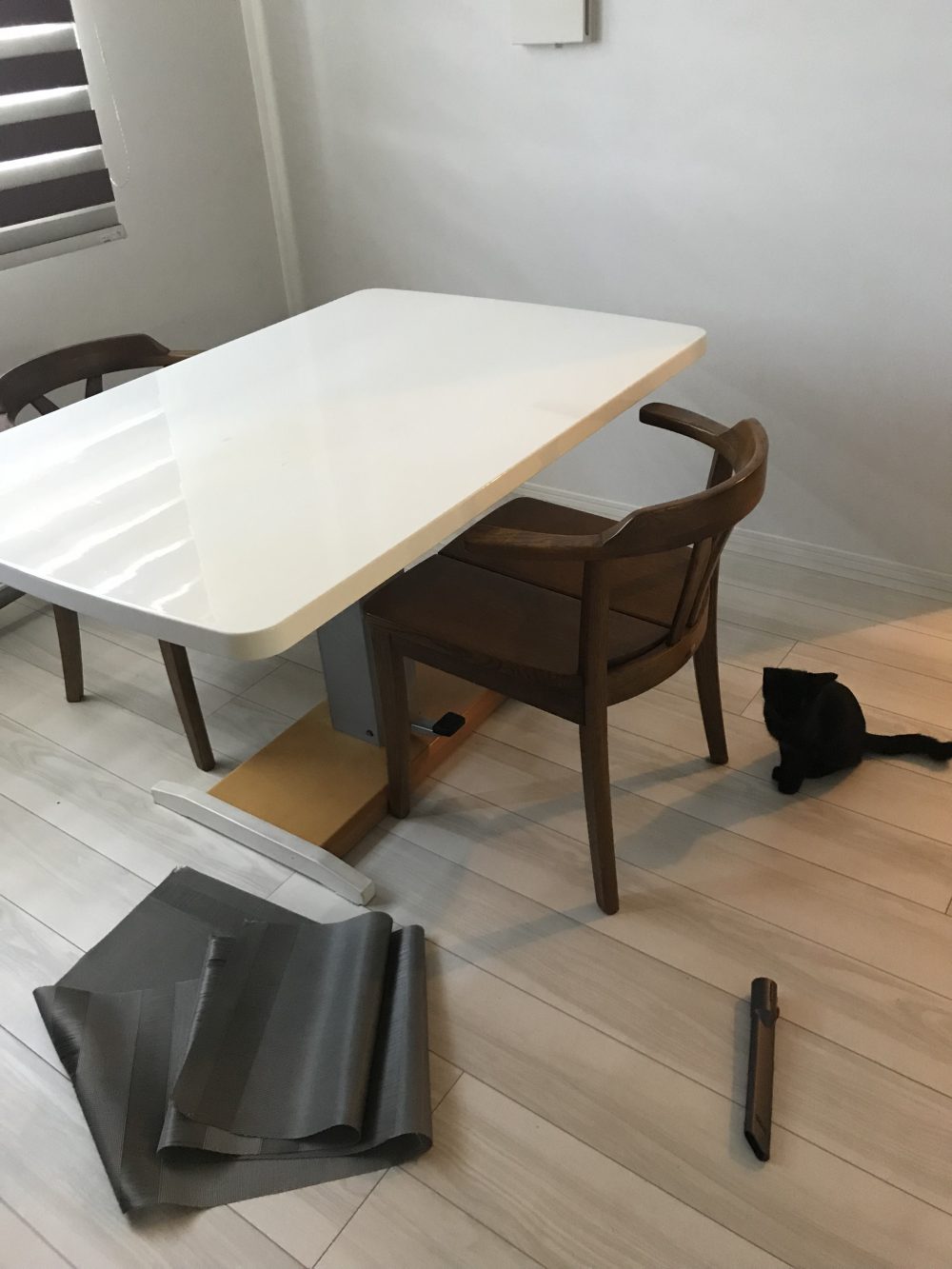 キャットシッター☆福岡市博多区 子猫の兄弟③