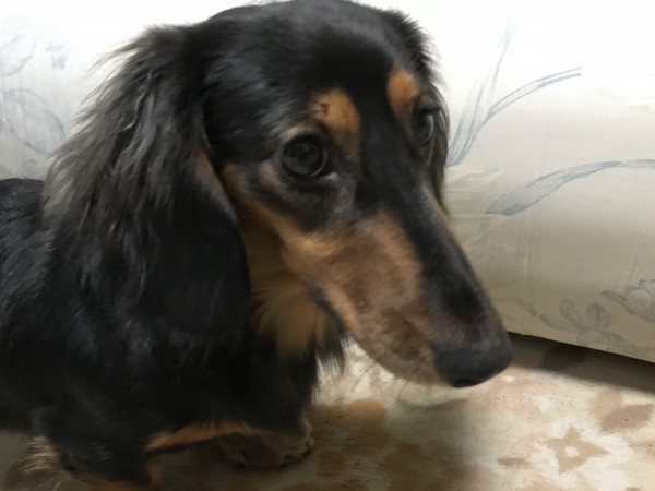 ミニチュアダックスフンドのダイ君リン君　雨のお散歩♬　横浜のペットシッター　港北区、神奈川区、鶴見区、保土ヶ谷区･･･