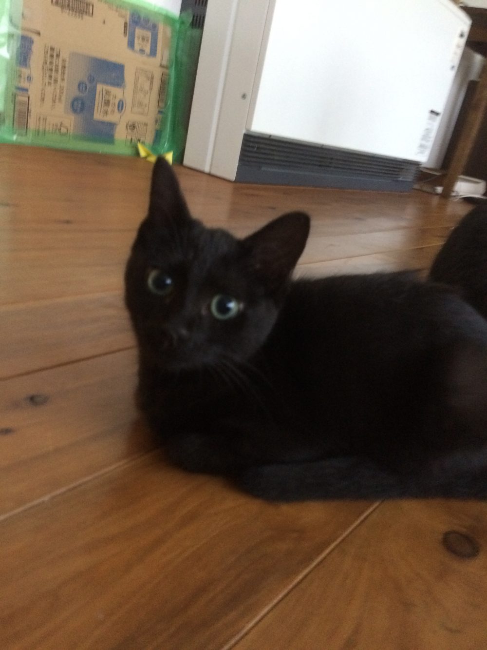 30.8.27藤枝市岡部町 猫8匹のお世話 1日目