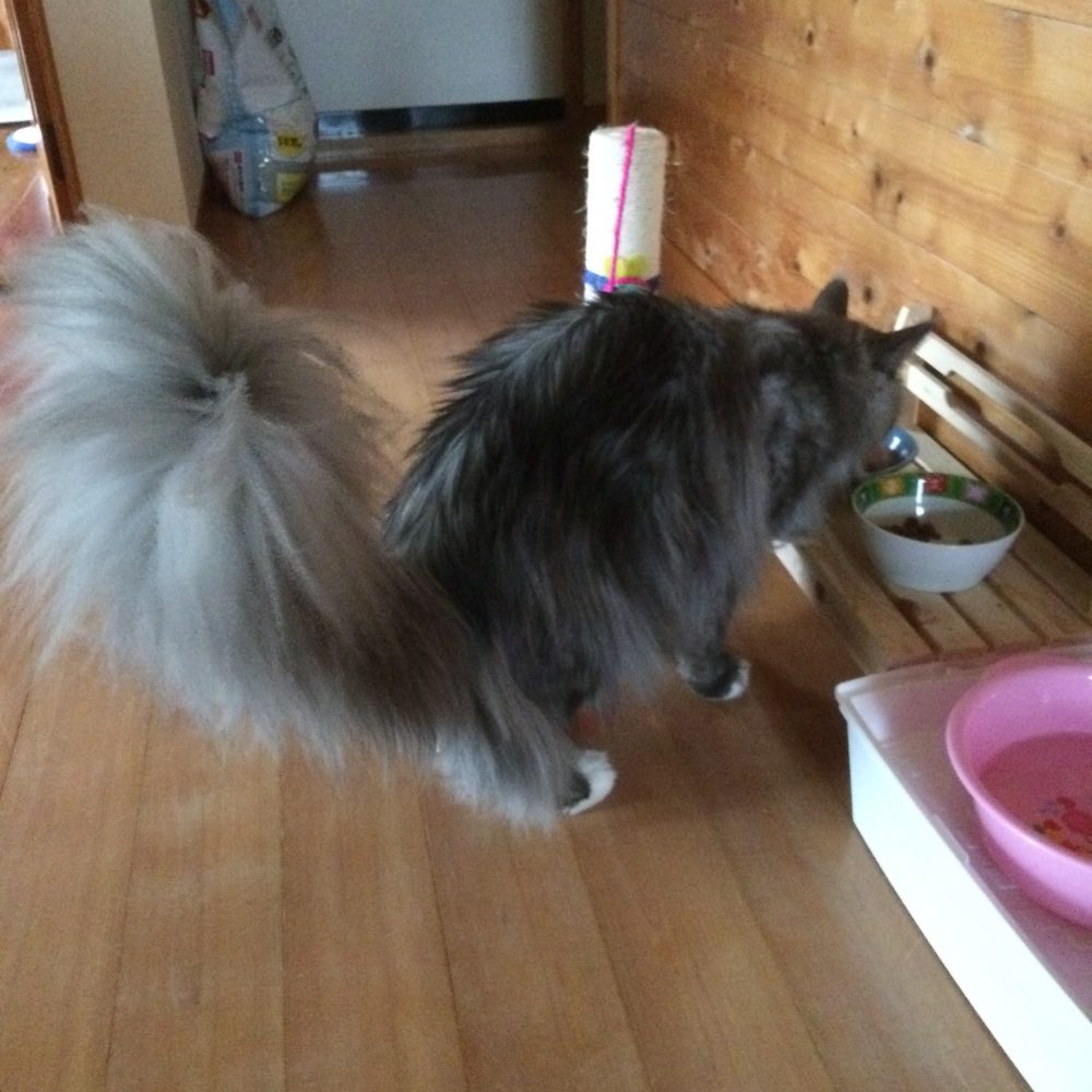 30.7.16アン君オンちゃん2日目のお世話