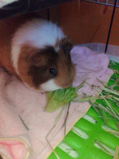 小動物のお世話🎶