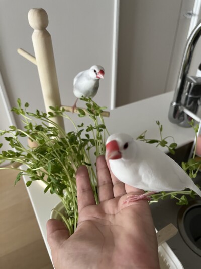 文鳥さんのお世話🕊