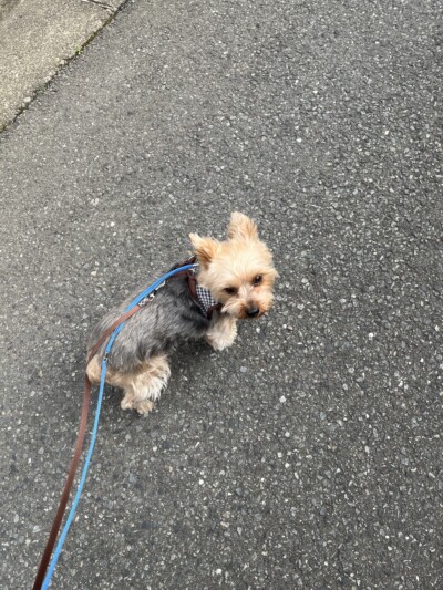 ヨーキーちゃんのお世話