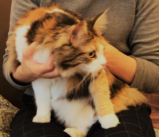 川口市　メインクーン　ミニーちゃん　初回訪問　キャットシッター