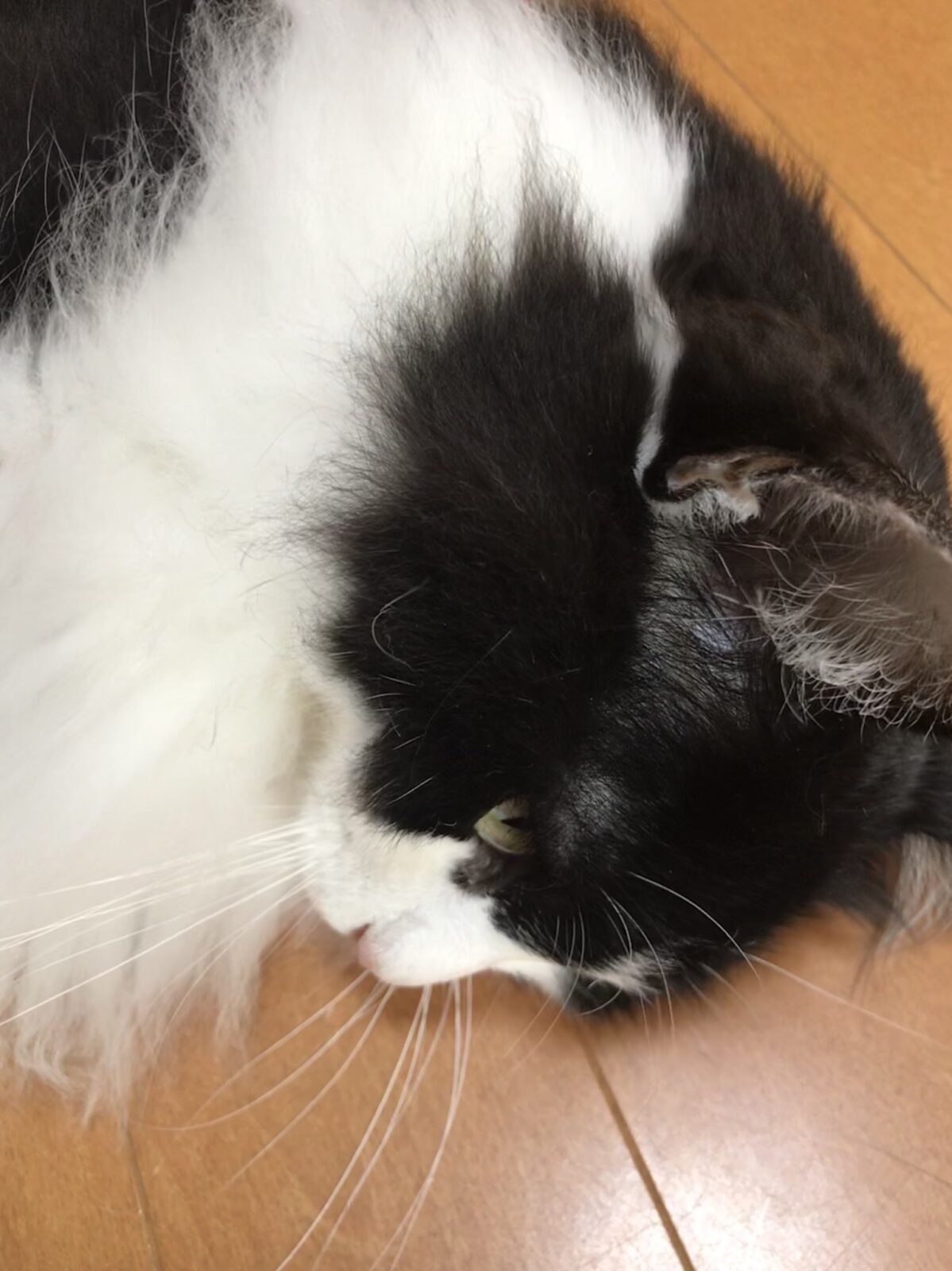 キャットシッター☆福岡市博多区 リン君①