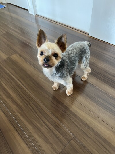 ヨーキーちゃんのカウンセリング🐾