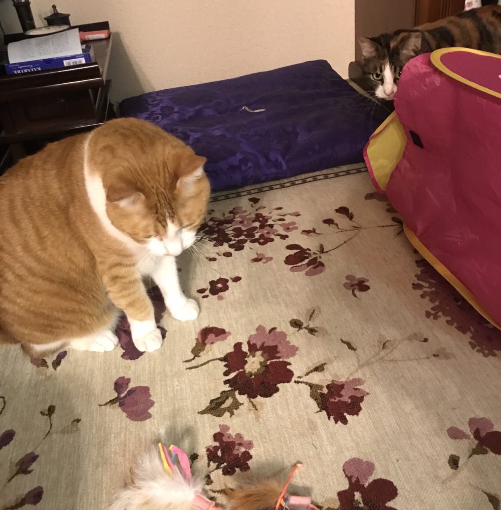 キャットシッター☆福岡市中央区 エンジェルちゃんとミラクル君④