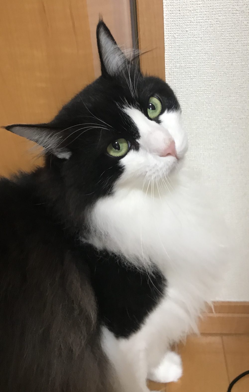 キャットシッター☆福岡市博多区 リン君②