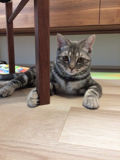 カウンセリング🎶