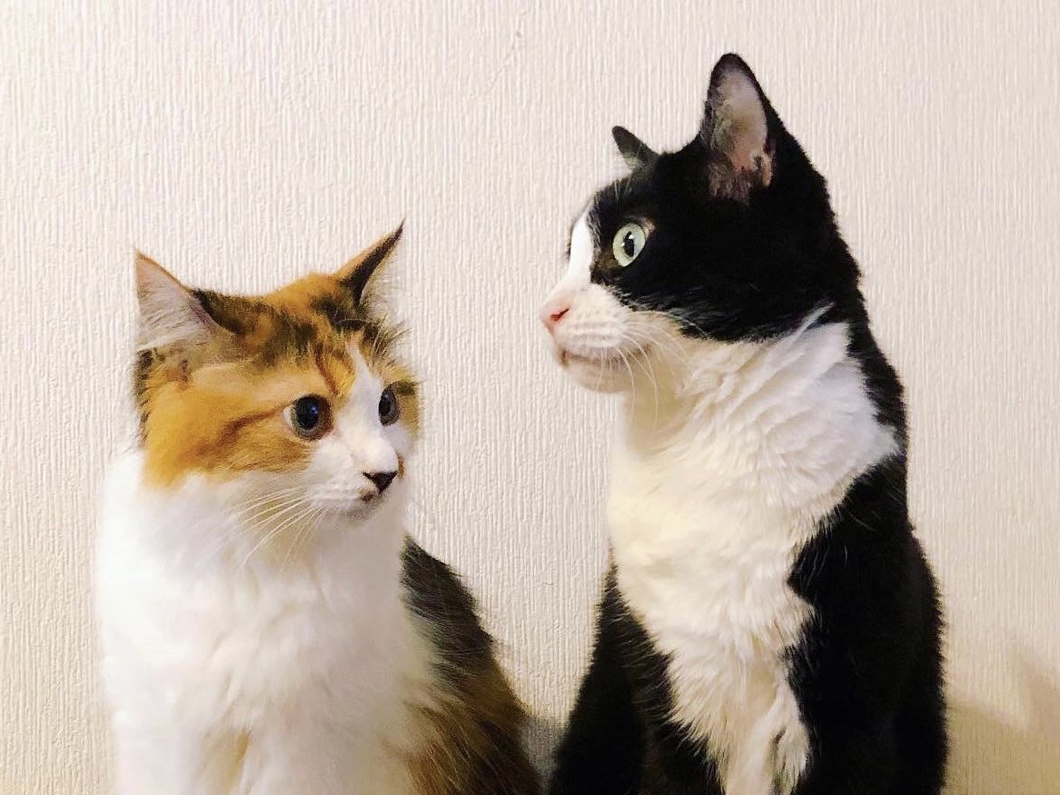 新年のごあいさつ <2022年> Near家の猫