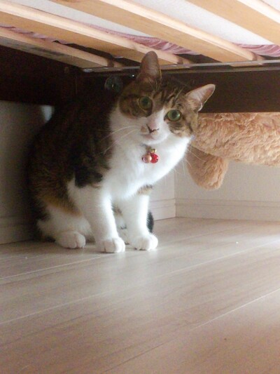 カウンセリング🐈🎶