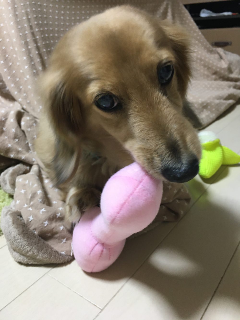 R1.12.17島田市ロールちゃん4回目のお世話