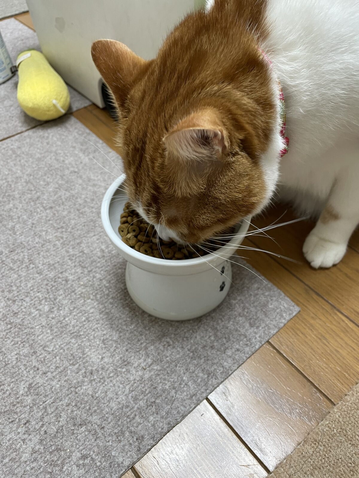 船橋市リピート様　デカプリオくんアリスちゃんお世話報告