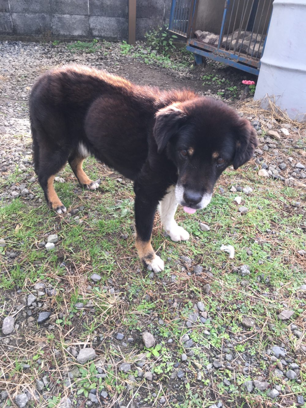 R1.11.29〜12.1藤枝市ポインターmix  2ワンズ