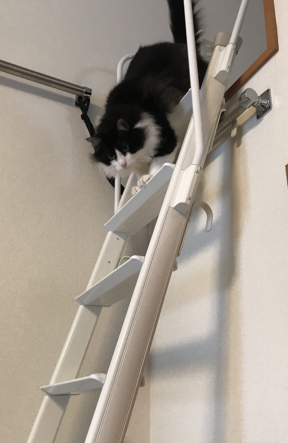 キャットシッター☆福岡市博多区 リン君①