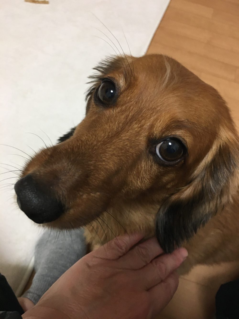 ミニチュアダックス華ちゃんの飼い主さまからの嬉しいメール