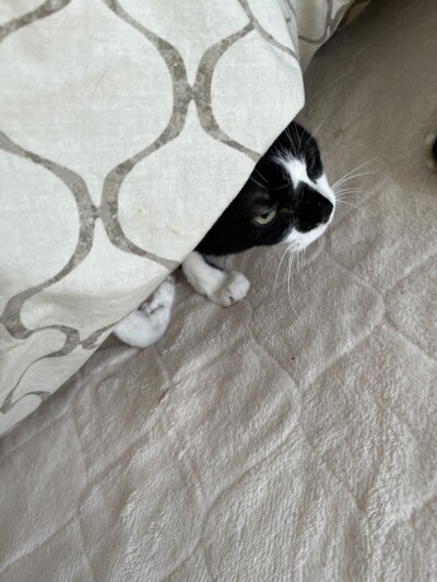 mix猫ちゃんのお世話🐈‍⬛