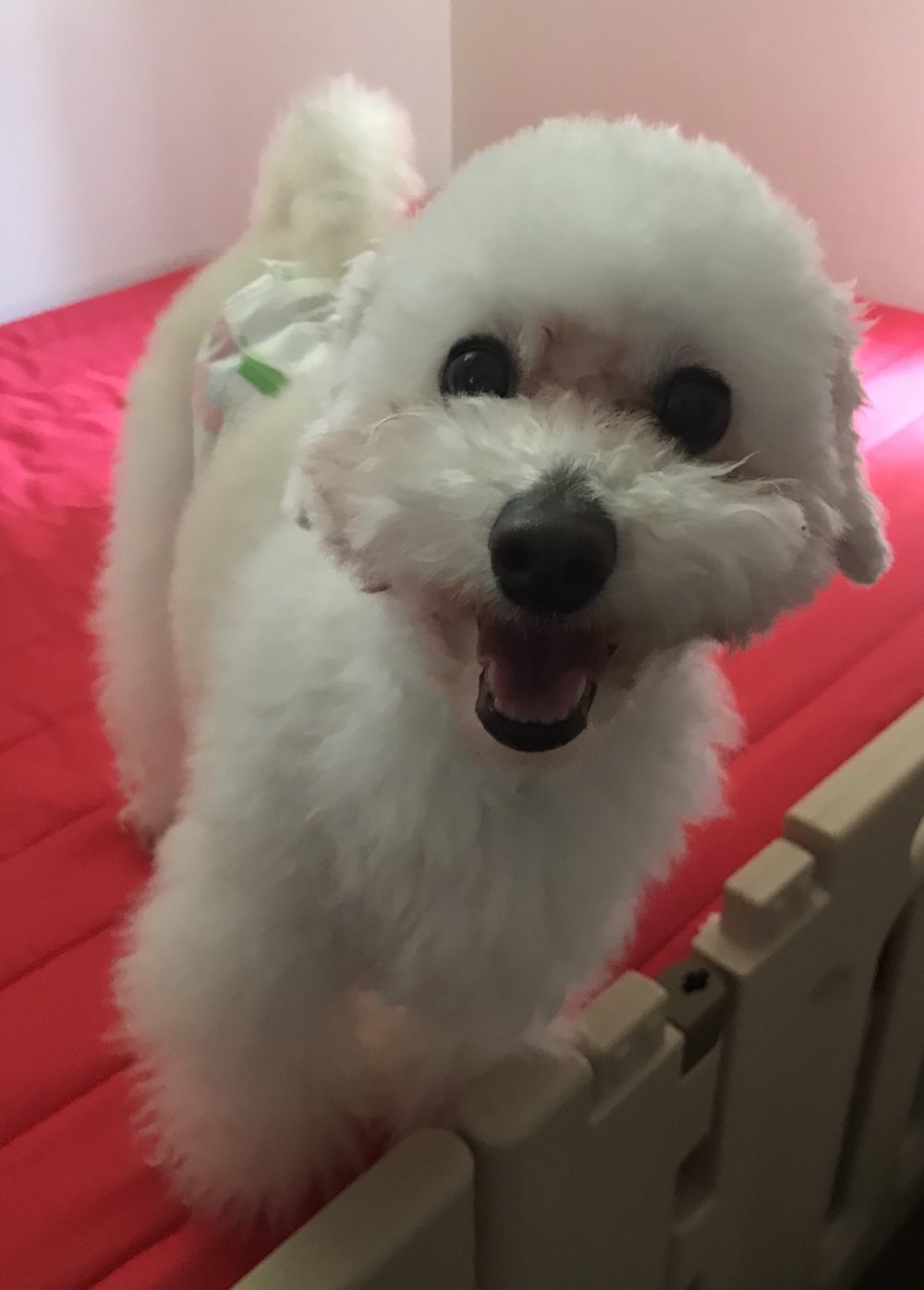 ペットシッター☆福岡市中央区 トイ・プードル3兄弟①