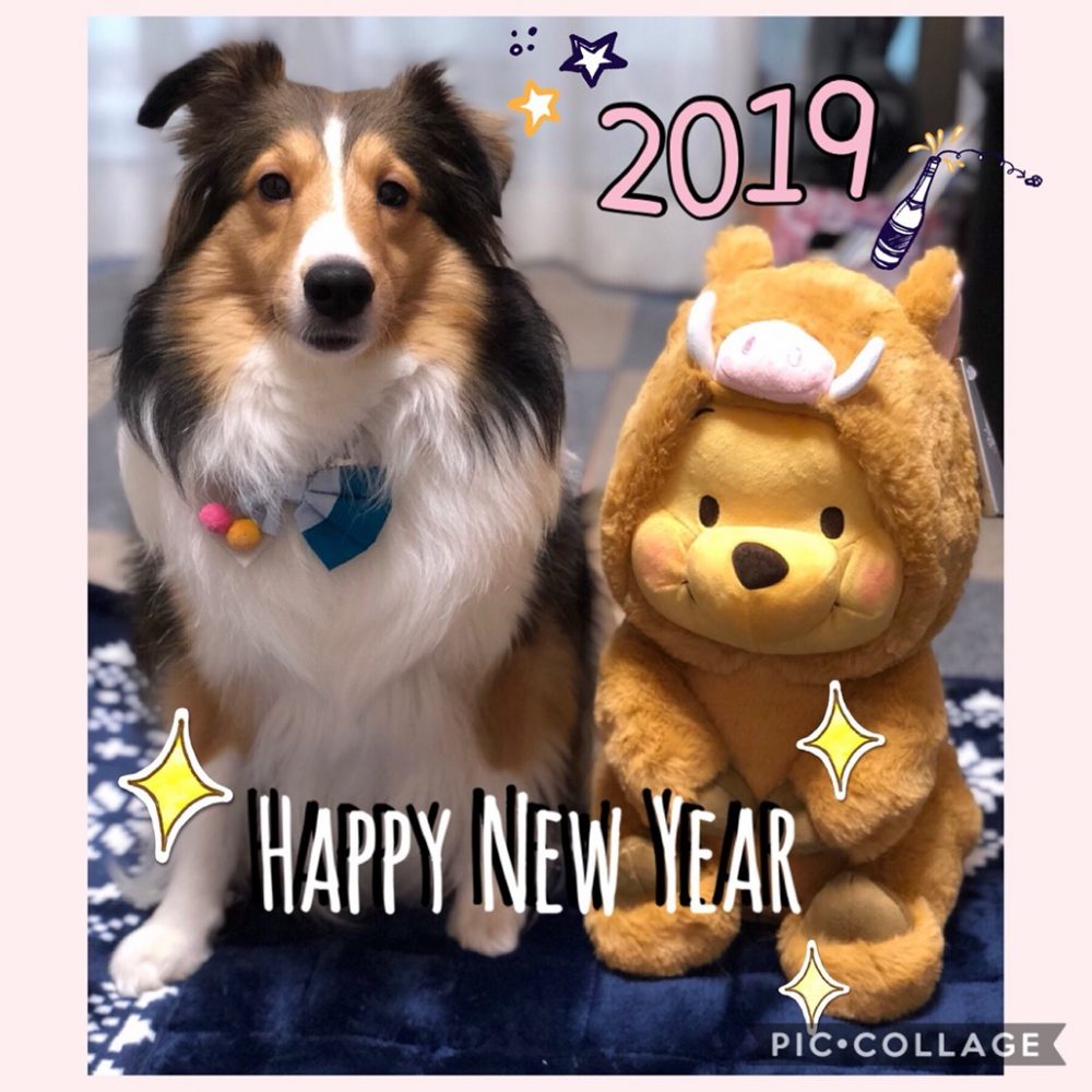 本年もよろしくお願いします🐶🐾🐱
