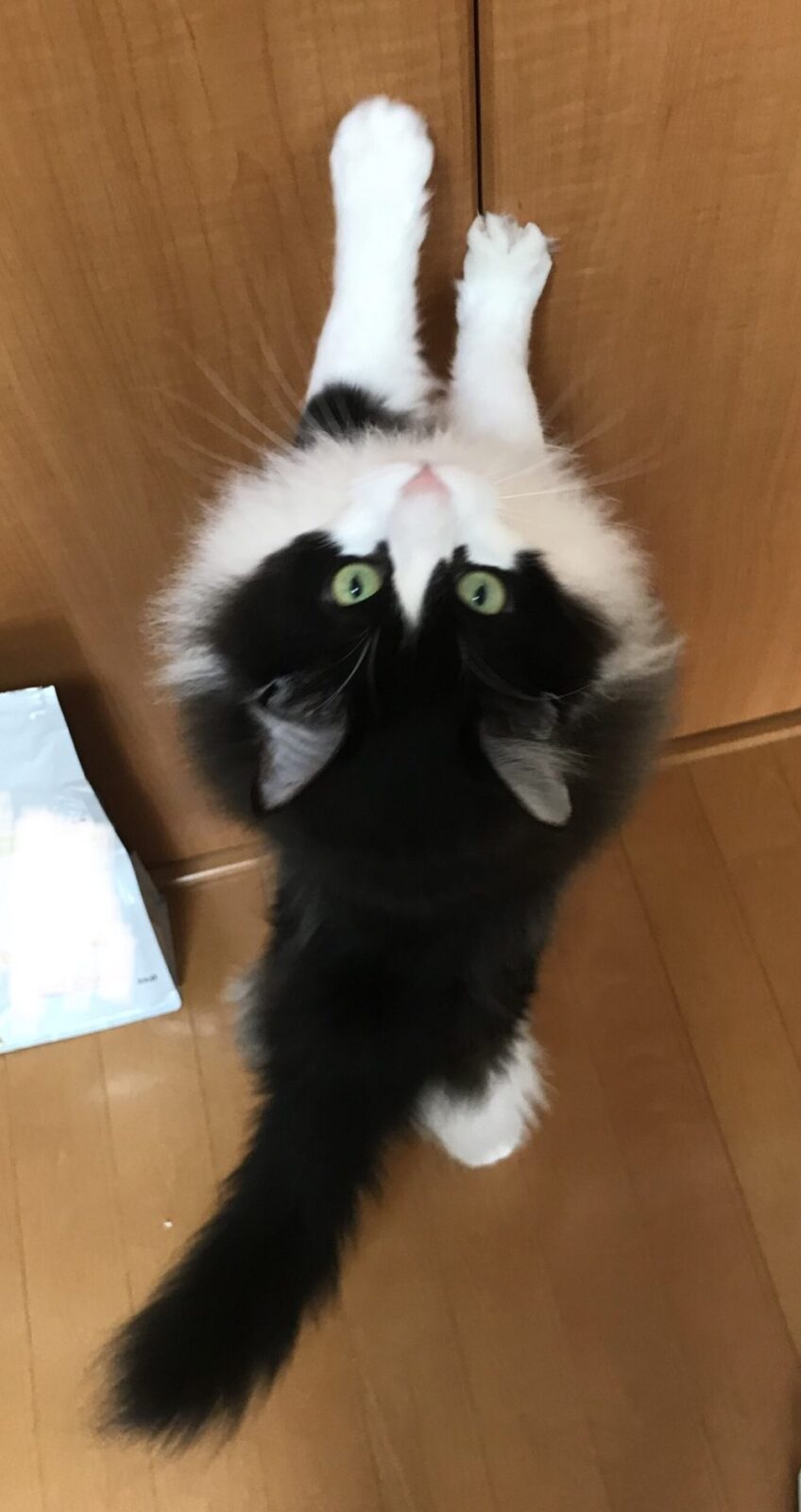 キャットシッター☆福岡市博多区 リン君⑤