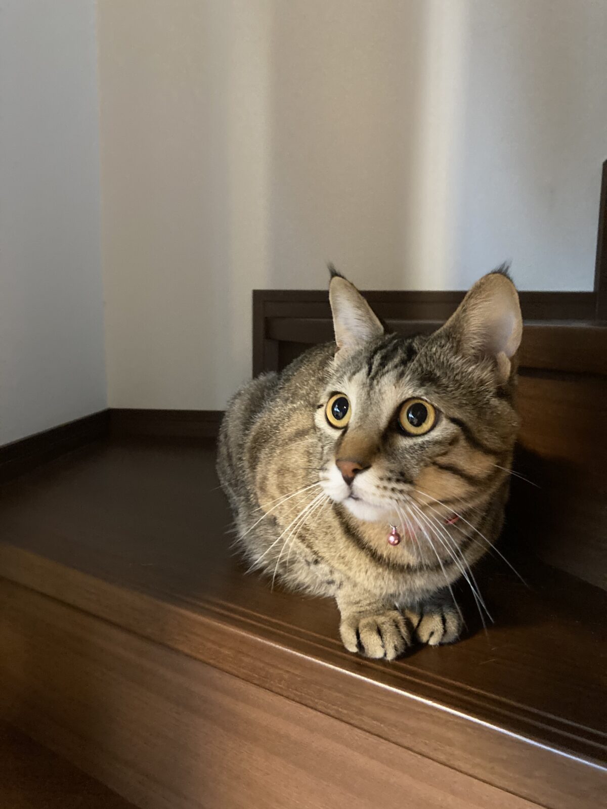 キジトラ猫とらくんの飼い主様からの嬉しいメール