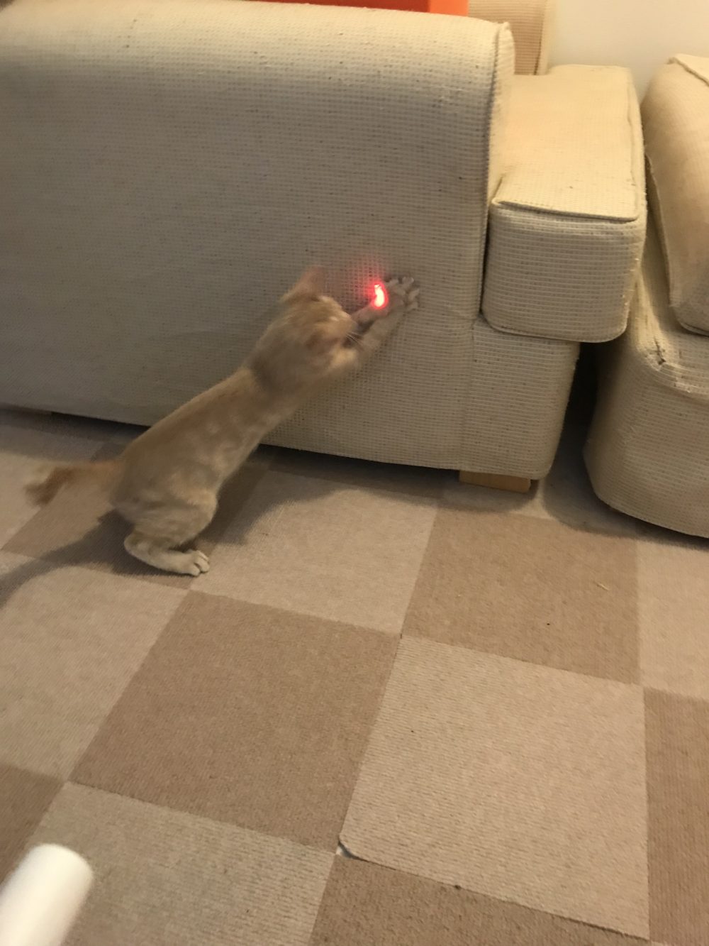 キャットシッター☆福岡市博多区 子猫の兄弟④