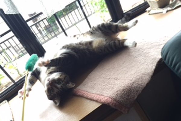 ペットシッター　キャットシッター　猫　評判　口コミ　お客様の声